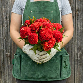 Chief Persimmon, Celosia Seeds